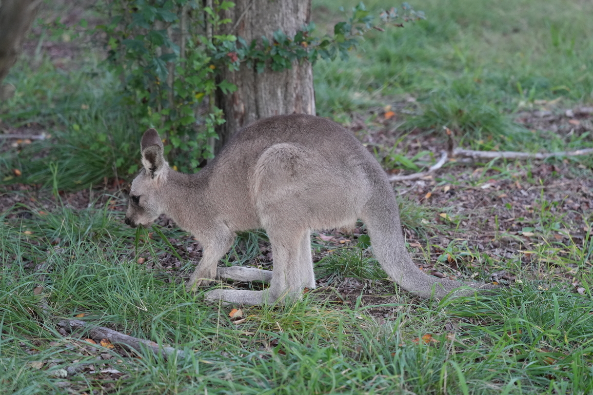 AUSTRALIA-CANBERRA-KANGAROOS