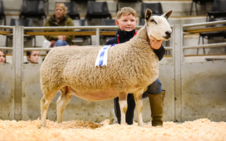 Sales round up: Bluefaced Leicesters at Hereford, bullocks lead New Year sales, Texels top Tercrosset