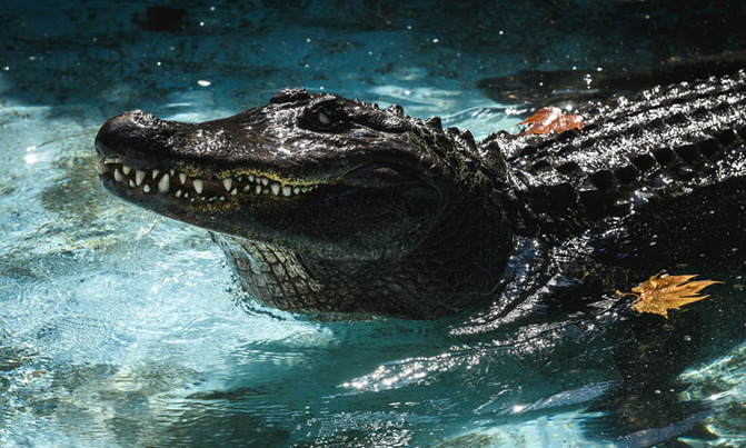 World's oldest captive alligator marks 83 years in Belgrade zoo World's oldest captive alligator marks 83 years in Belgrade zoo
