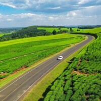 In Pics: Beautiful Tea Plantations in Western Kenya