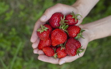 British strawberries will be 'sweeter and more shapely' after sunny weather, say growers