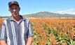 Sorghum variety passes the test