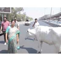 Delhi CM stops convoy for stray cattle on flyover, instructs officials to find her shelter