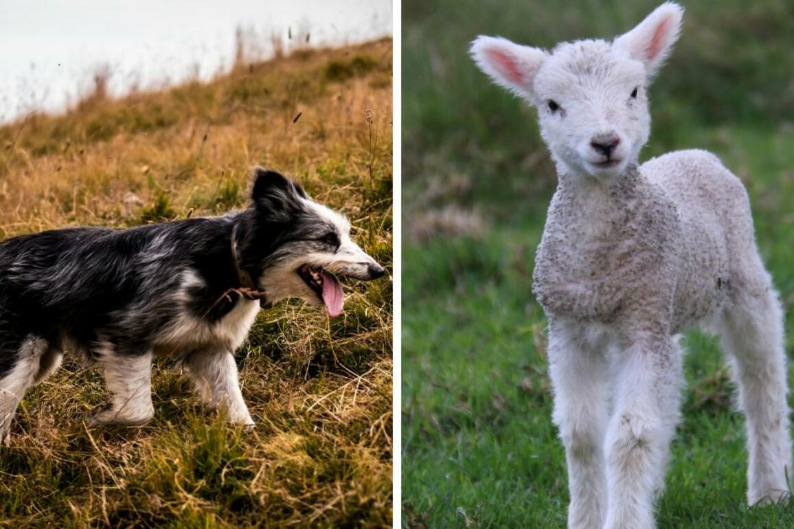Fermanagh and Omagh District Council issue dog warning