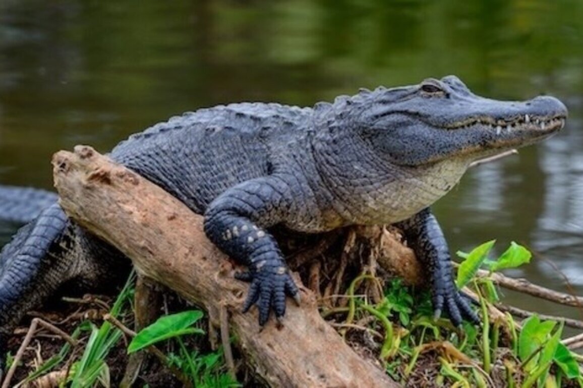 GA conservationists decry 'God Squad' ruling on endangered species  