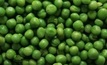 Pea variety is a pearler