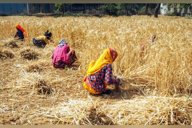 Wheat prices in India stabilised, export restrictions bore fruit