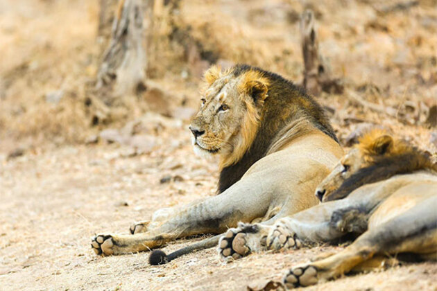 Asiatic lion count in India sees sharp rise, reaches 891: Union environment minister Bhupender Yadav
