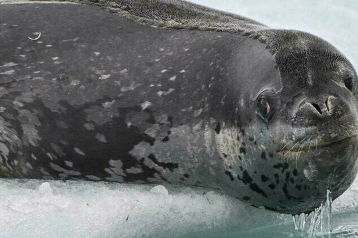Seals sing 'otherworldly' songs structured like nursery rhymes