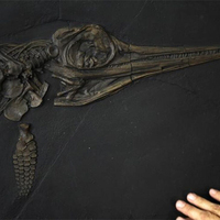 Fossils of unexplored marine lizards species from Jurassic era discovered in Germany