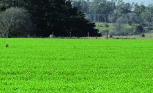 Reducing nutrient losses in the high rainfall zone