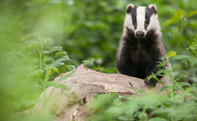 More than 260 badgers were vaccinated as part of the four-year study which was carried out across 12 farms in Cornwall