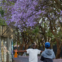 KENYA-NAIROBI-BLOOMING JACARANDA-VIEWS