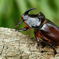 Insect trafficking poses a risk to wildlife and human health