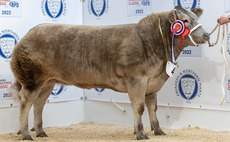 Charolais cross heifer sells for 4,200 at Thainstone Christmas Classic