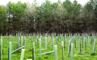 How the UK is set for a tree planting shortfall the size of Portsmouth by 2030