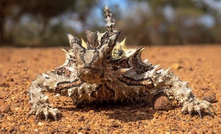  A local Thorny Devil spotted by Western Areas.