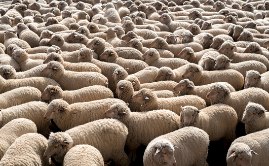 The Federal Government has provided further details about available funding to support the transition away from live sheep exports.