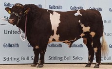 STIRLING BULL SALES: High of 6,200gns for Beef Shorthorn bulls