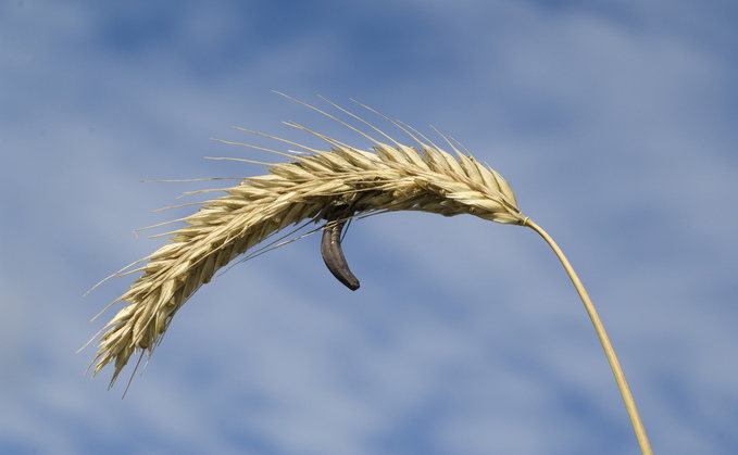 AHDB has unveiled four new management strategies for keeping ergot at bay AHDB has unveiled four new management strategies for keeping ergot at bay
