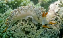 The hi-vis like colouration has had this sea slug named for FIFO workers. Photo: Clay Bryce WA Museum