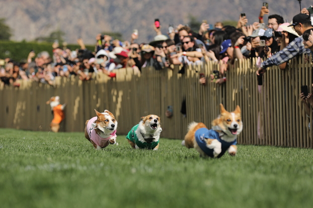 U.S.-CALIFORNIA-ARCADIA-WINTER CORGI NATIONALS CHAMPIONSHIP