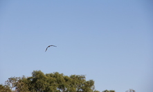  Environmental assessment processes streamlined in WA. Photo by Karma Barndon