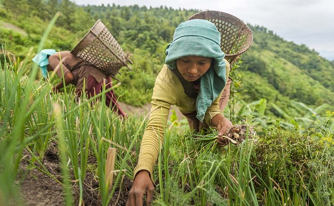 Indian onion prices crash