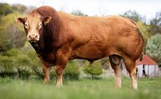 Stock bull tops Inland Pasture dispersal at 20,000