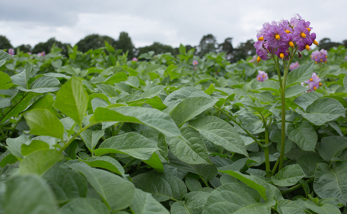 Weather woes hit potato crop