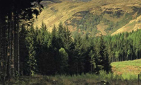Norbord calls for change to biomass subsidy