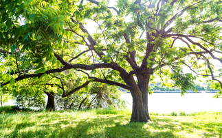 Microsoft to purchase more than seven million tonnes of carbon credits from Chestnut