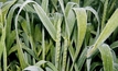 Study shows farmers can win frost war