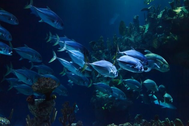 Study examines how fishes communicate