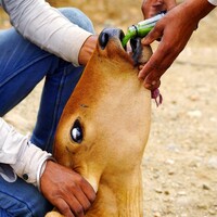 Lumpy skin disease outbreak in Pune: District administration steps up preventive measures