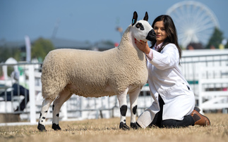 Kerry Hill takes sheep supreme at Great Yorkshire Show