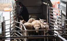 OPINION: Who is writing these rules? If this EU rule passes, it could destroy UK livestock farming
