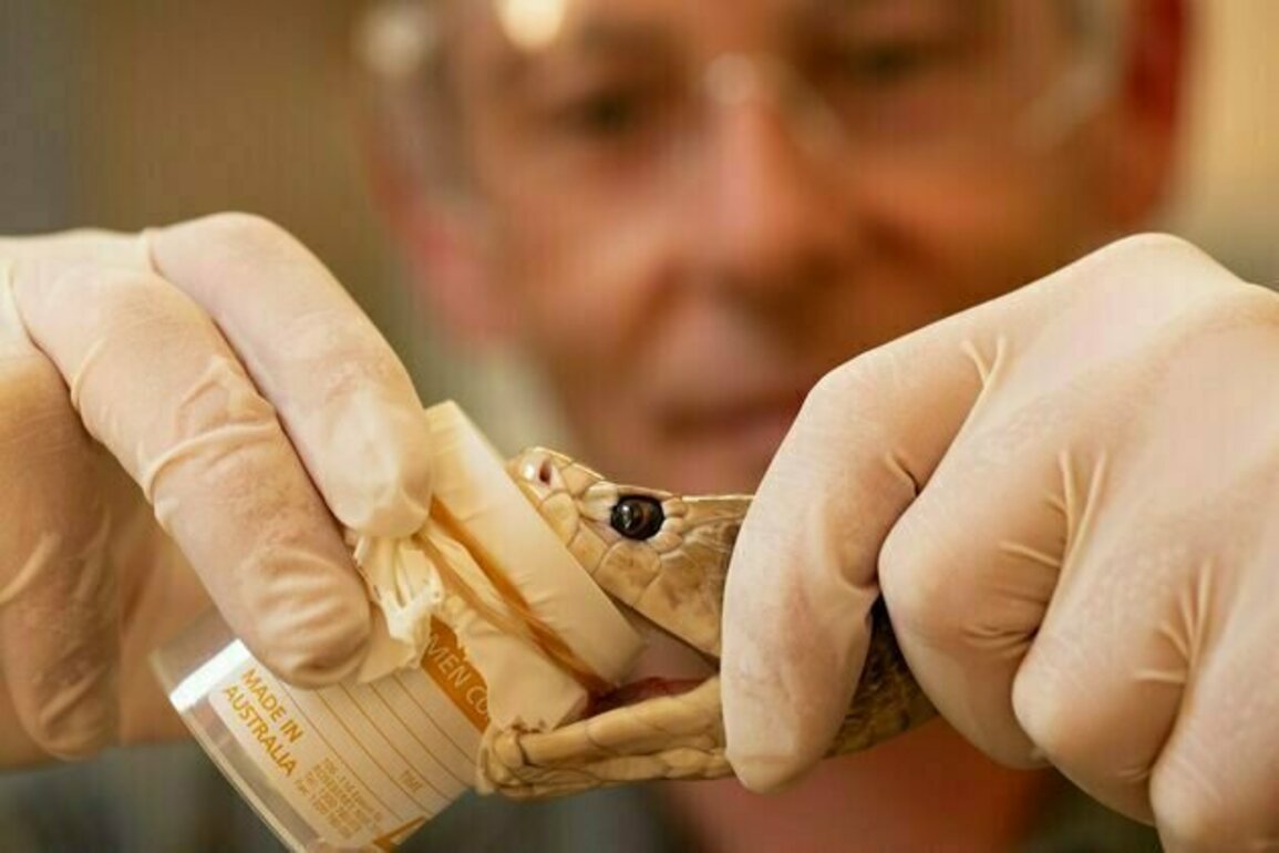'Super antibodies' for snake toxins: how a dangerous DIY experiment helped scientists make a new antivenom
