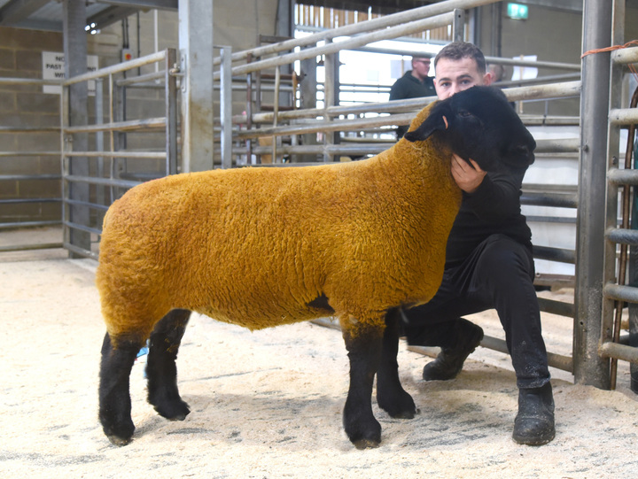 Reserve champion which sold for 2,500gns