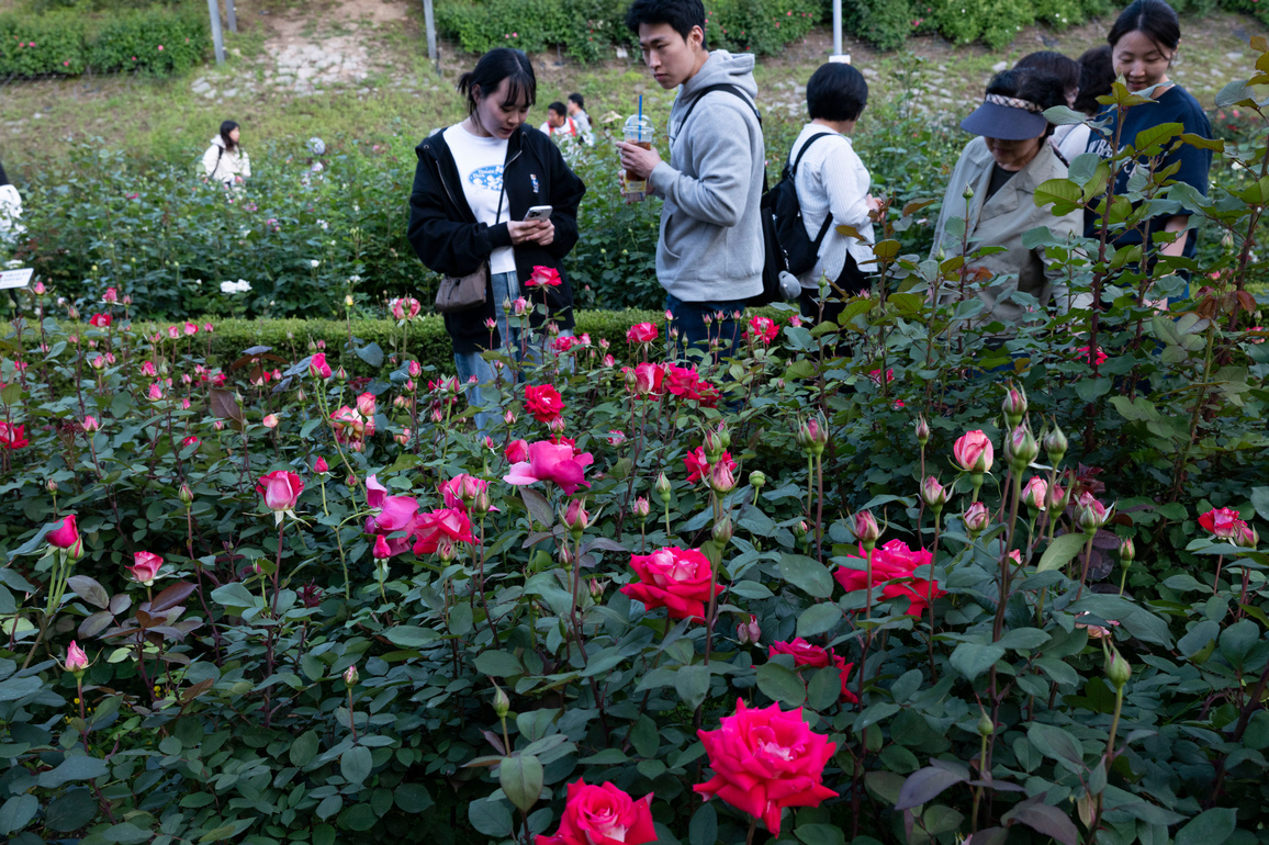 SOUTH KOREA-SEOUL-ROSE FESTIVAL