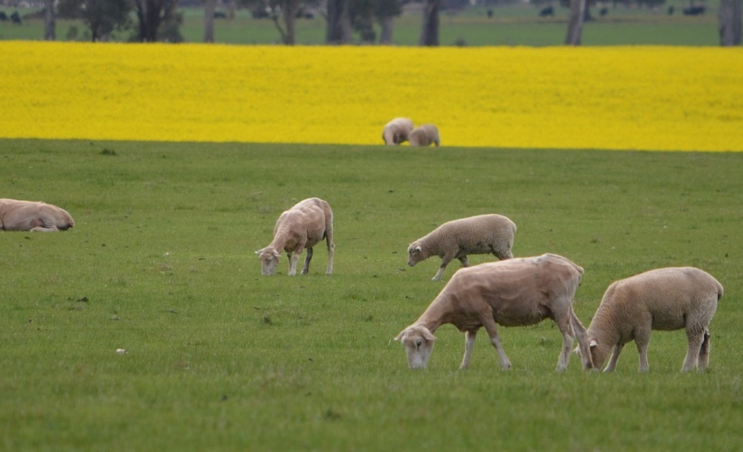The WA ag minister has been accused on failing to stand up for the state's sheep producers. Picture Mark Saunders.