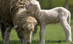  Researchers have discovered a new method for pregnancy testing in Merino sheep. Image courtesy Western Sydney University.