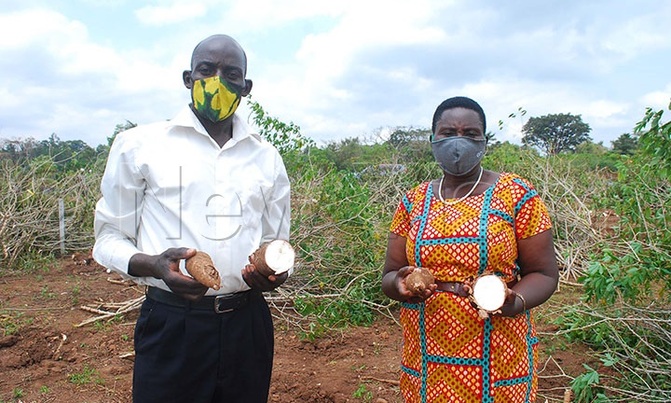 Wakiso farmers want NARO to fast track the release of disease free cassava seed Wakiso farmers want NARO to fast track the release of disease free cassava seed