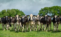 Q&A with a farm vet: Look out for lungworm this summer  