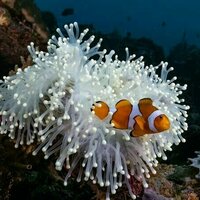 Clownfish shrink during marine heatwaves - new study