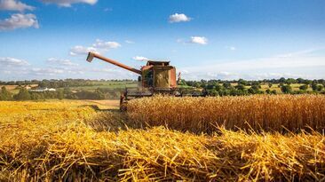 Europe has been hit with an intense heatwave, as wheat harvest gets underway. 