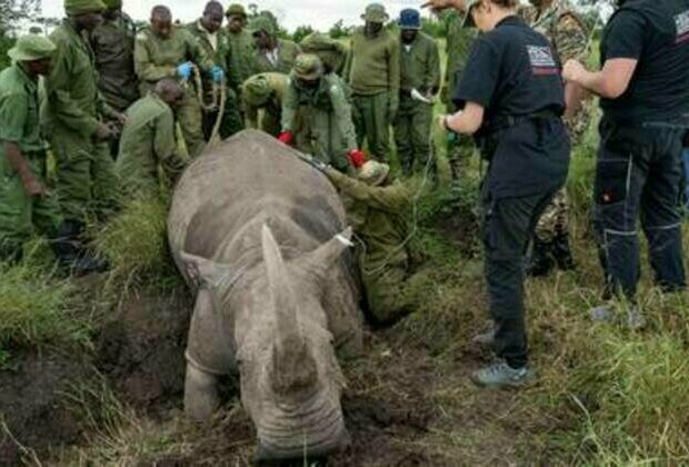 Scientists create new embryos to save African mammal