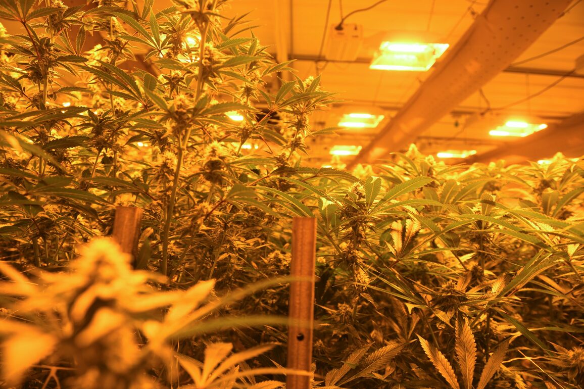 History of stigma weighs down progress of medical cannabis in state - Park Record