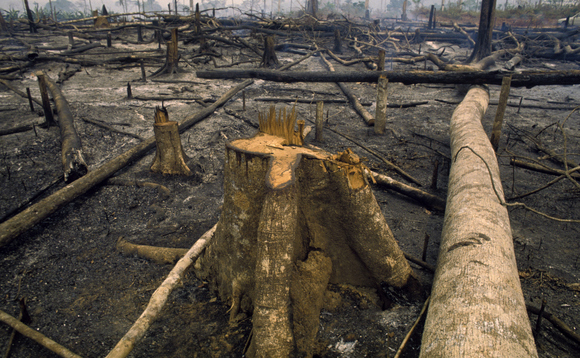 Amazon fires and deforestation have surged under President Jair Bolsonaro | Credit: iStock