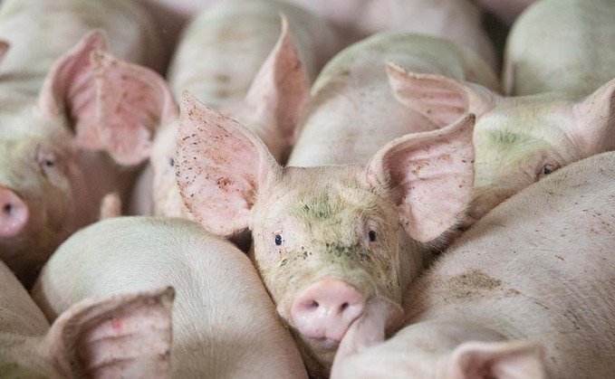 Immigration Minister refuses to accept there is a crisis in the pig sector